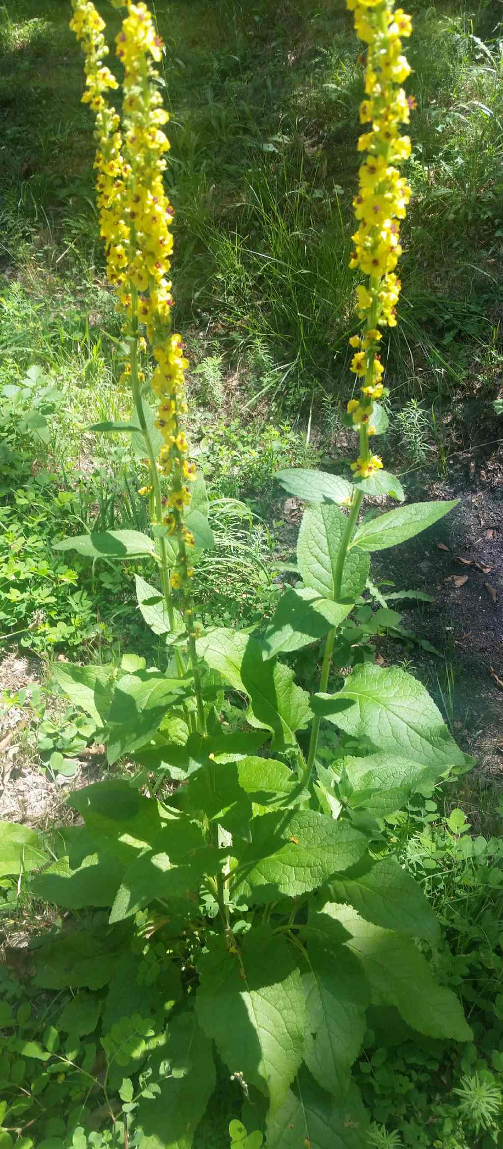Verbascum nigrum?